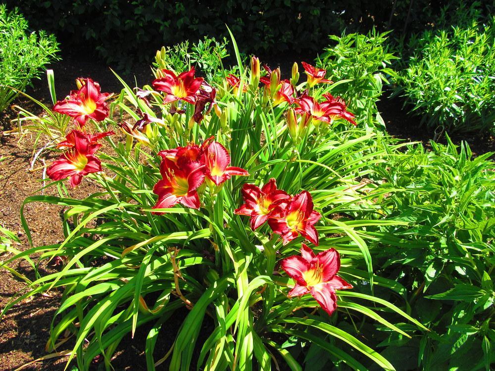 Photo of Daylilies (Hemerocallis) uploaded by jmorth