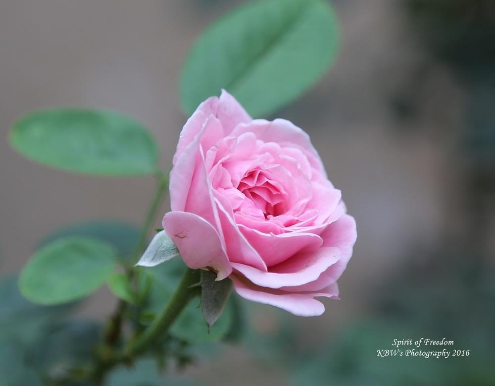 Photo of Rose (Rosa 'Spirit of Freedom') uploaded by kbw664