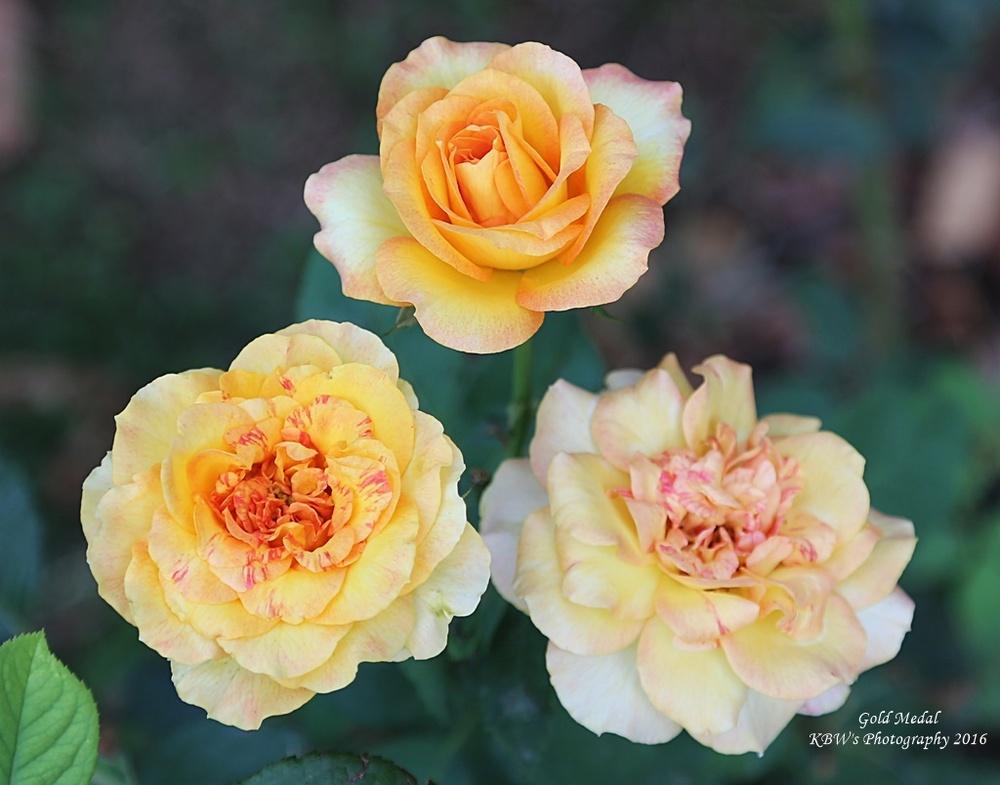 Photo of Rose (Rosa 'Gold Medal') uploaded by kbw664