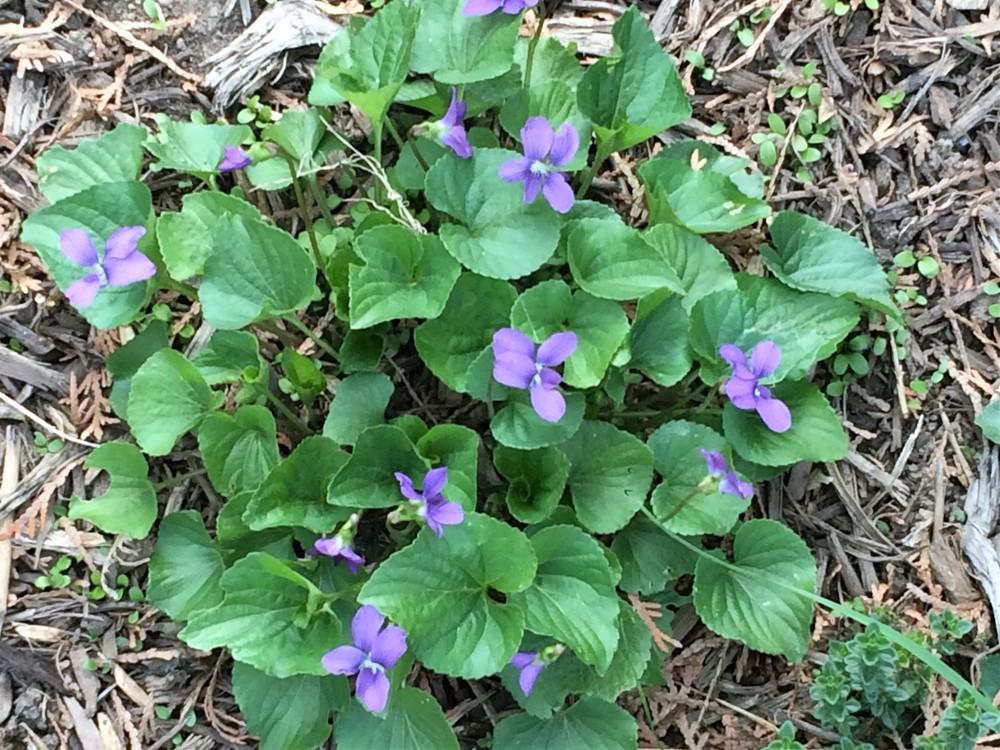 Photo of Sweet Violet (Viola odorata) uploaded by nativeplantlover