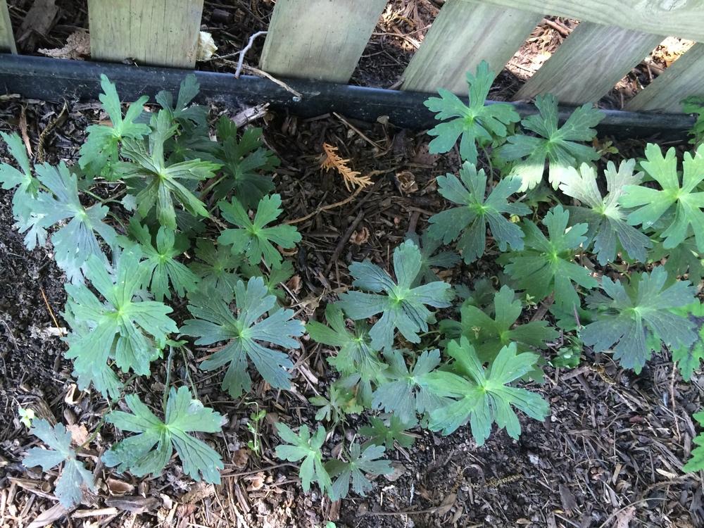 Photo of Wild Geranium (Geranium maculatum) uploaded by nativeplantlover