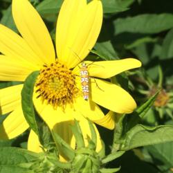 Location: Brownstown Pennsylvania
Date: 2015-08-15
A pollinator favorite!