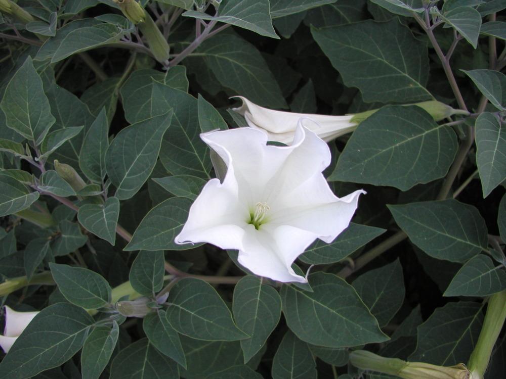 Photo of Jimson Weed (Datura innoxia) uploaded by nativeplantlover