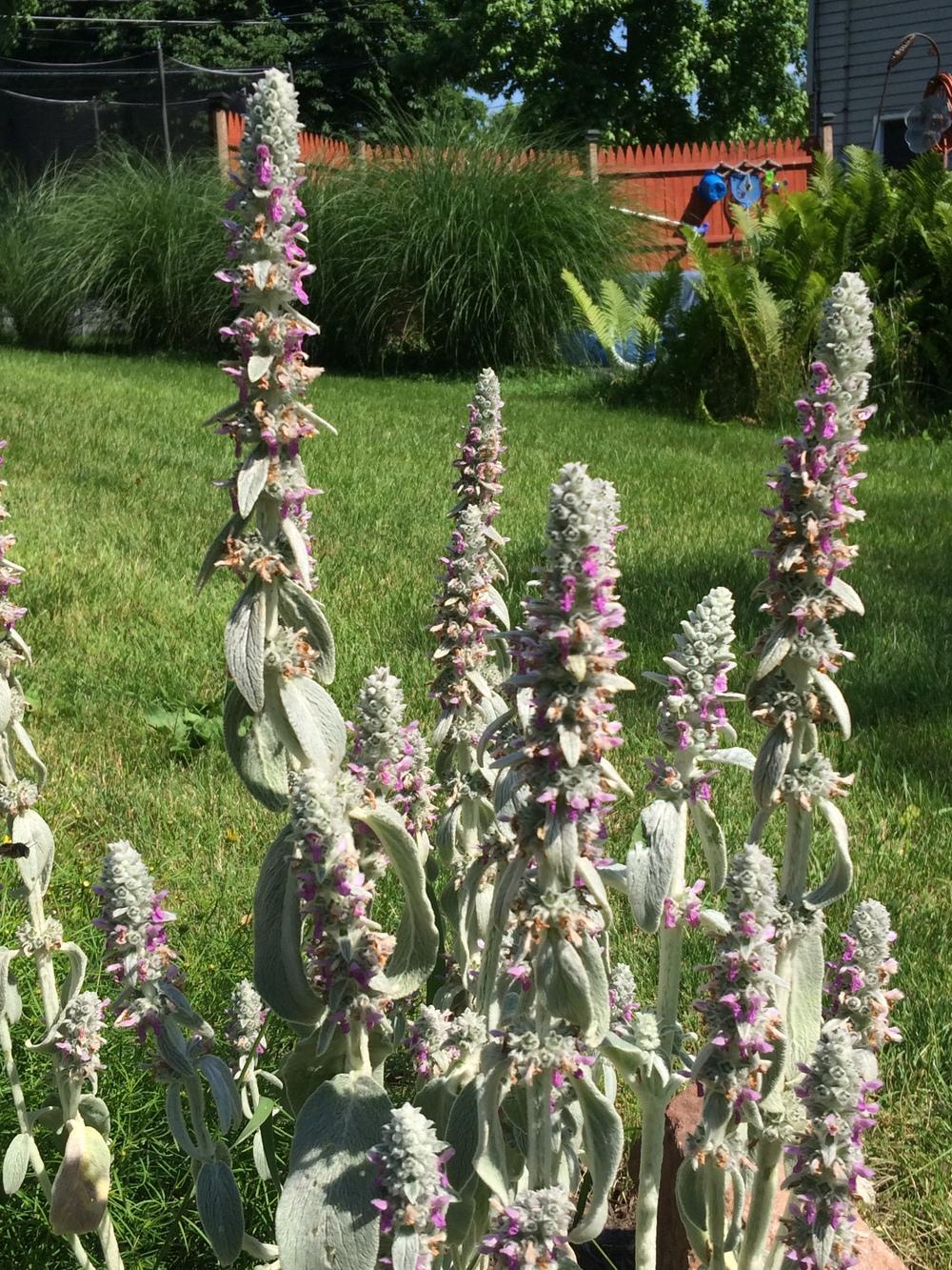 Photo of Lambs' Ears (Stachys byzantina) uploaded by nativeplantlover