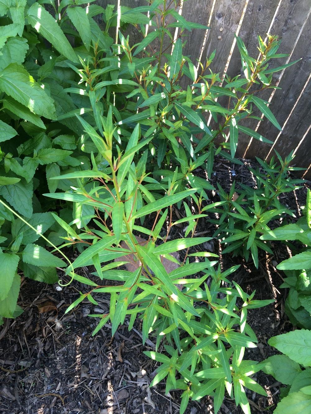 Photo of Seed Box (Ludwigia alternifolia) uploaded by nativeplantlover