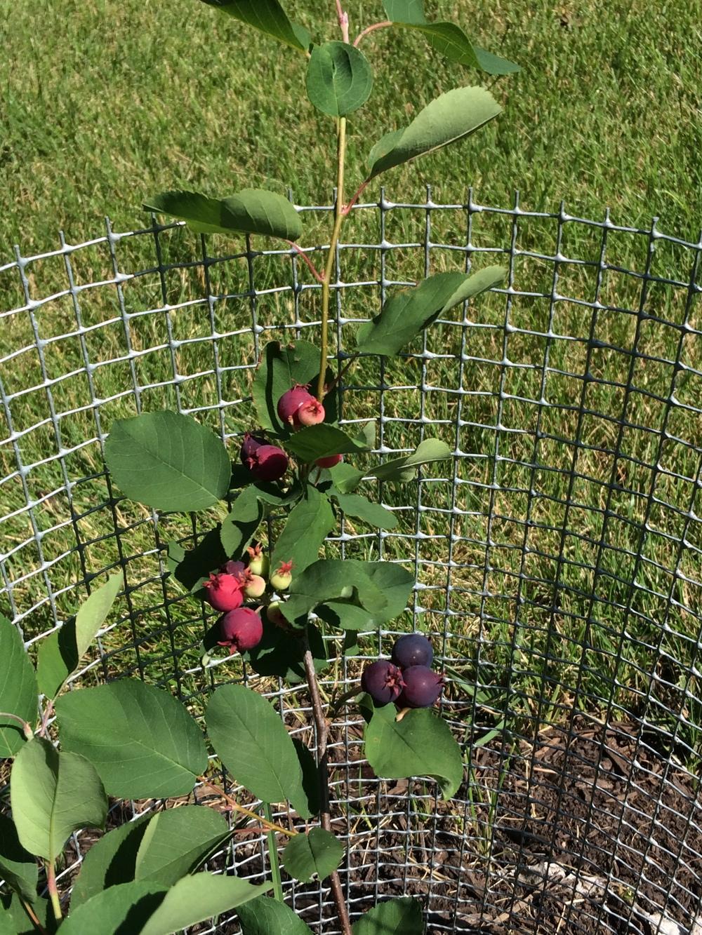 Photo of Allegheny Serviceberry (Amelanchier laevis) uploaded by nativeplantlover