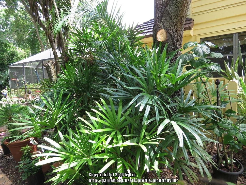 Photo of Lady Palm (Rhapis excelsa) uploaded by plantladylin