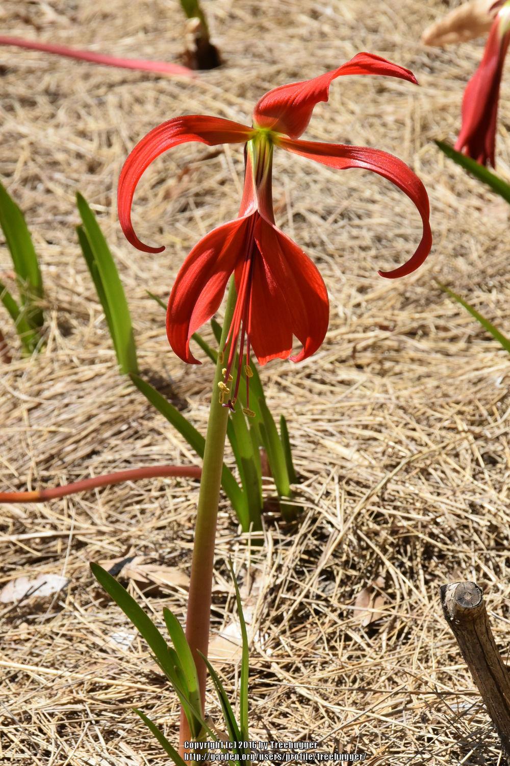 Photo of Aztec Lily (Sprekelia formosissima) uploaded by treehugger