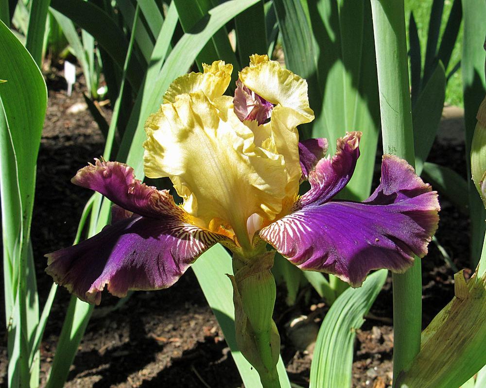 Photo of Tall Bearded Iris (Iris 'Rocket Randy') uploaded by Lestv