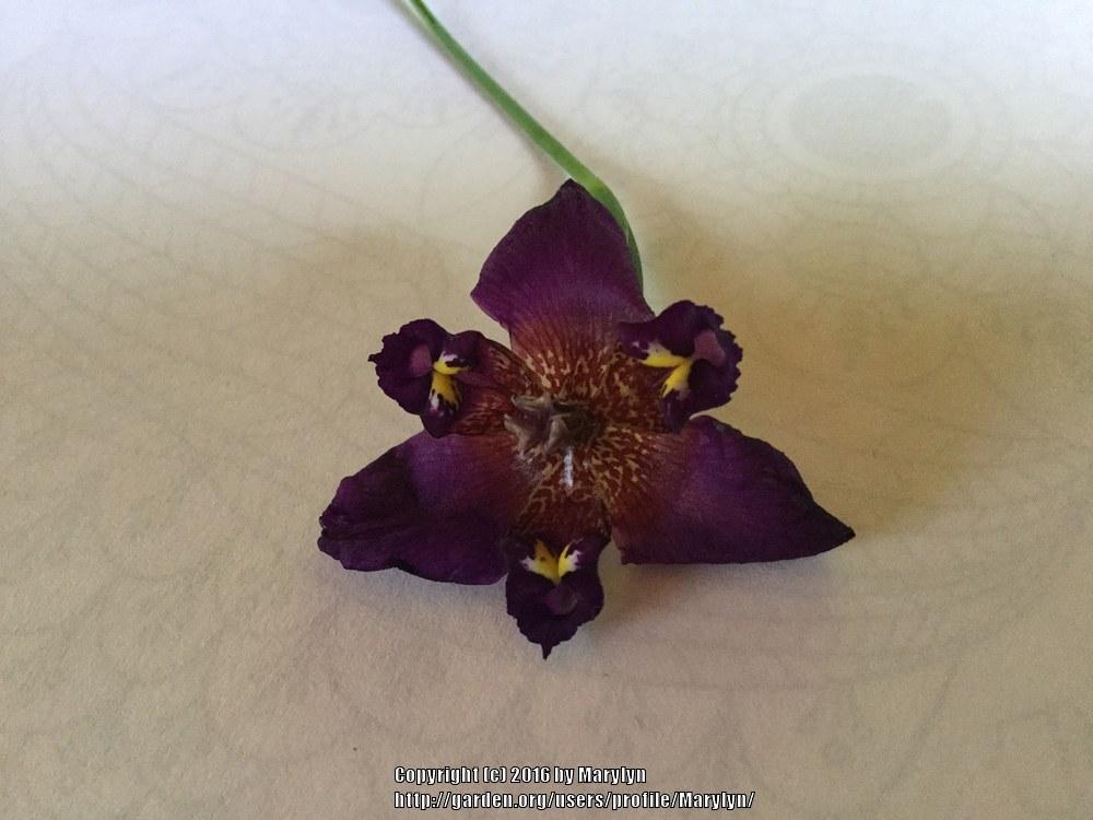 Photo of Pleatleaf Iris (Alophia drummondii) uploaded by Marylyn