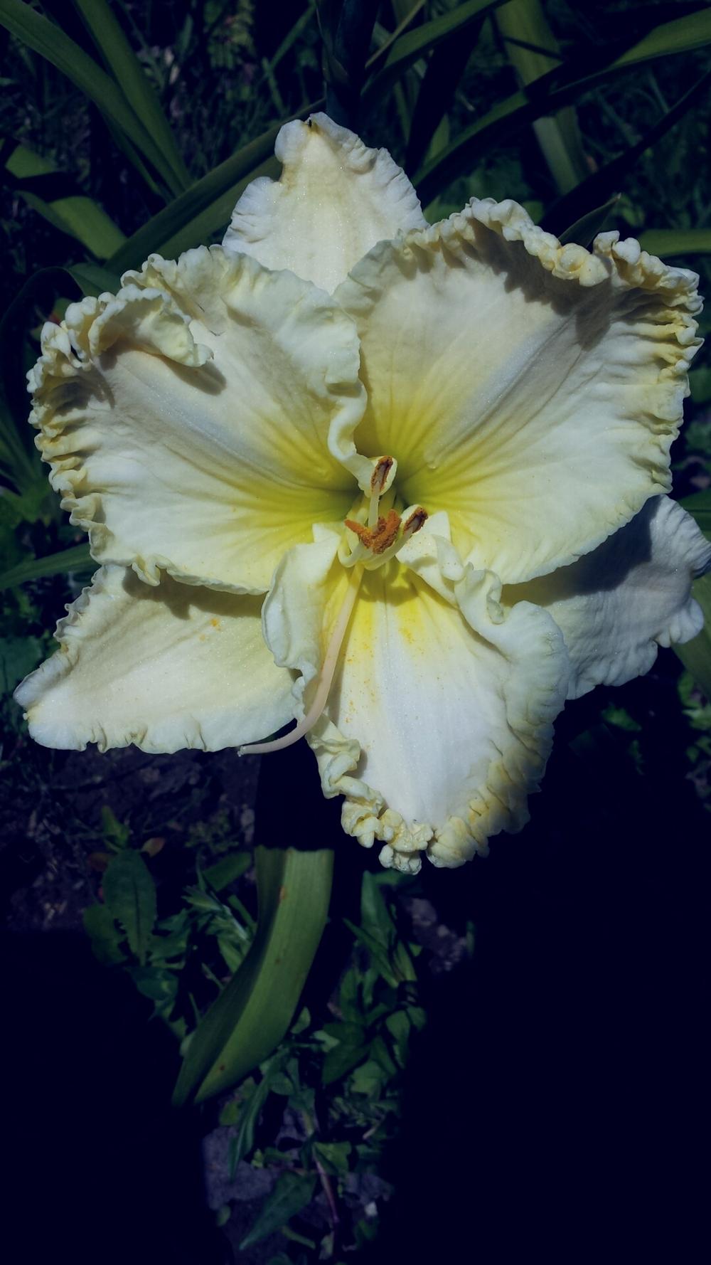 Photo of Daylily (Hemerocallis 'Great White Dove') uploaded by TomThumb