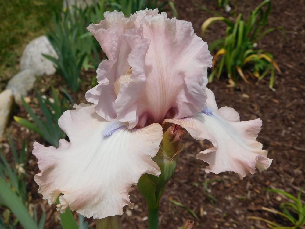 Photo of Tall Bearded Iris (Iris 'Howler') uploaded by bramedog