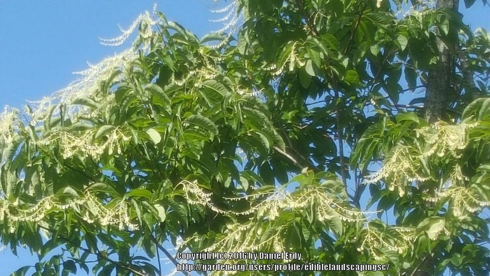 Photo of Sourwood (Oxydendrum arboreum) uploaded by ediblelandscapingsc