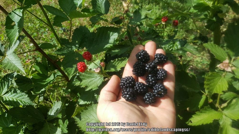 Photo of Thornless Blackberry (Rubus 'Von') uploaded by ediblelandscapingsc