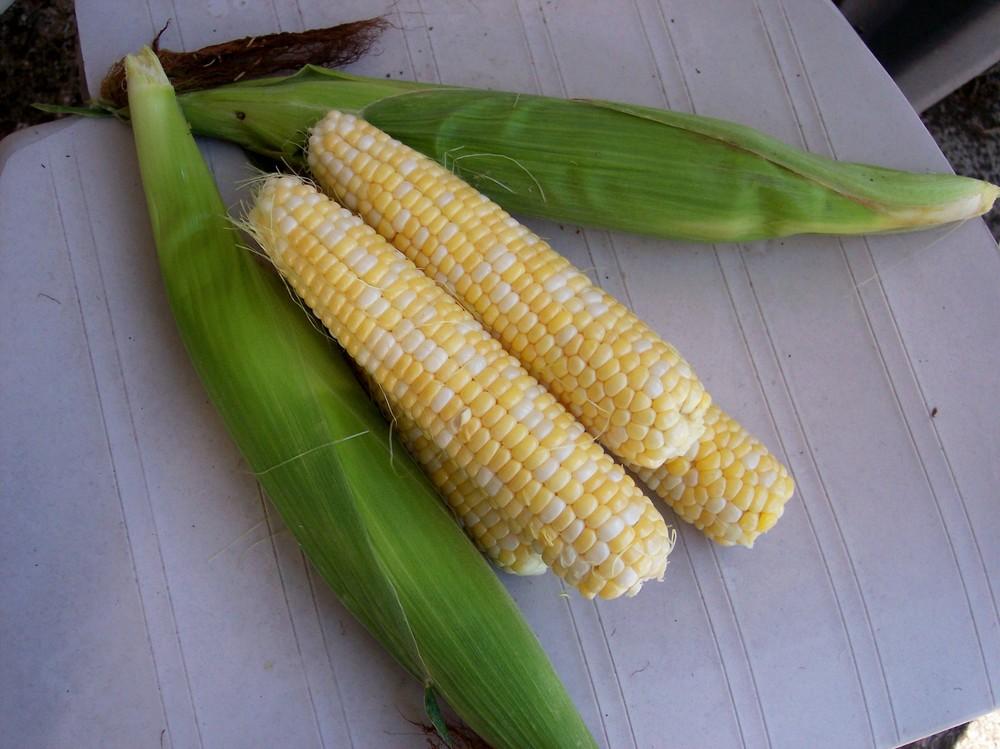Photo of Sweet Corn (Zea mays 'Primus') uploaded by farmerdill