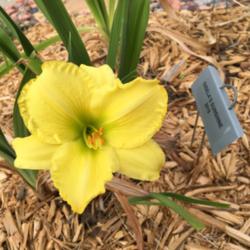 Location: My zone 5 garden
Date: 2016-06-20
My very first bloom on this one - very bright yellow - very prett