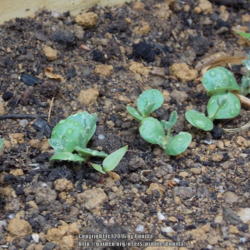 
Date: 2016-06-21
Seeds Sown May 31, 2016