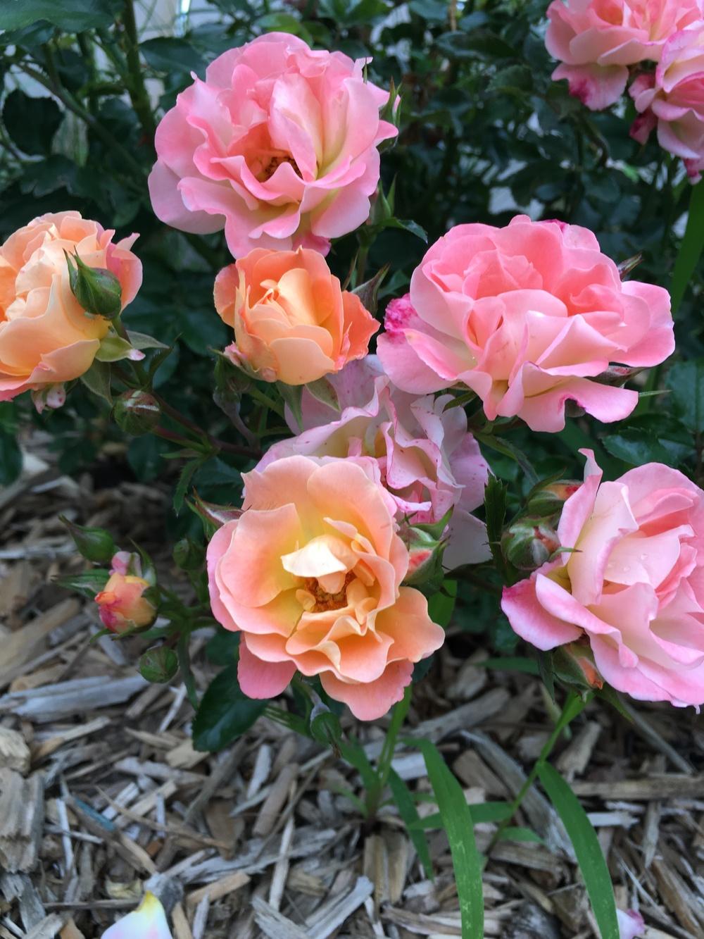Photo of Rose (Rosa 'Peach Drift') uploaded by Gardening_Adventure