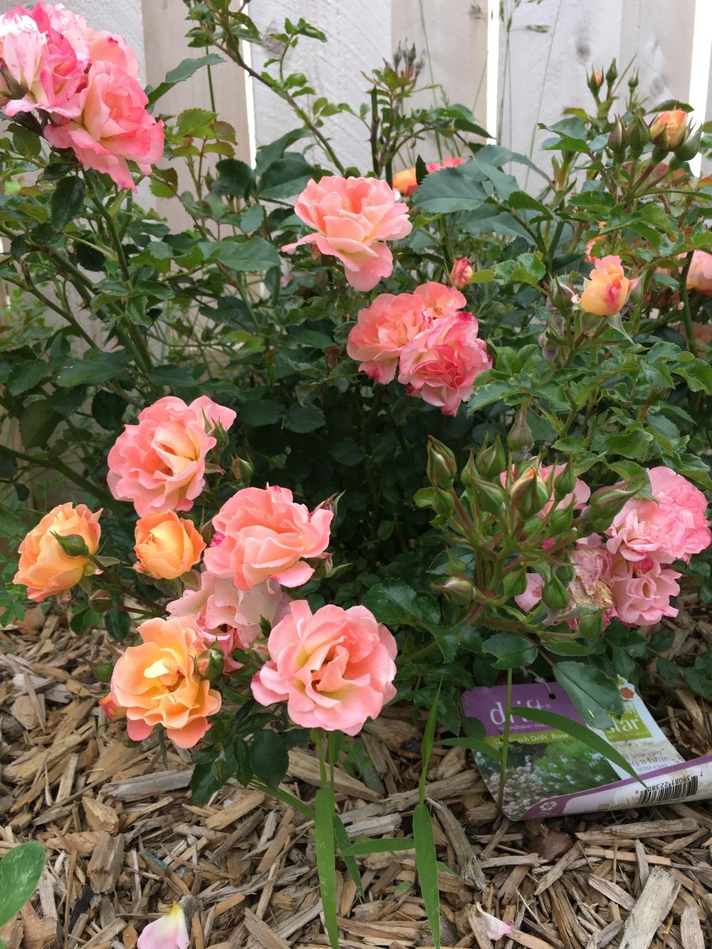 Photo of Rose (Rosa 'Peach Drift') uploaded by Gardening_Adventure