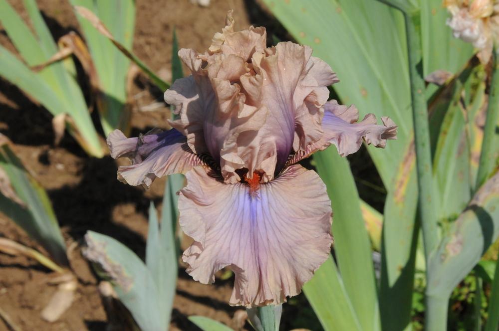 Photo of Tall Bearded Iris (Iris 'Coffee Trader') uploaded by Islandview