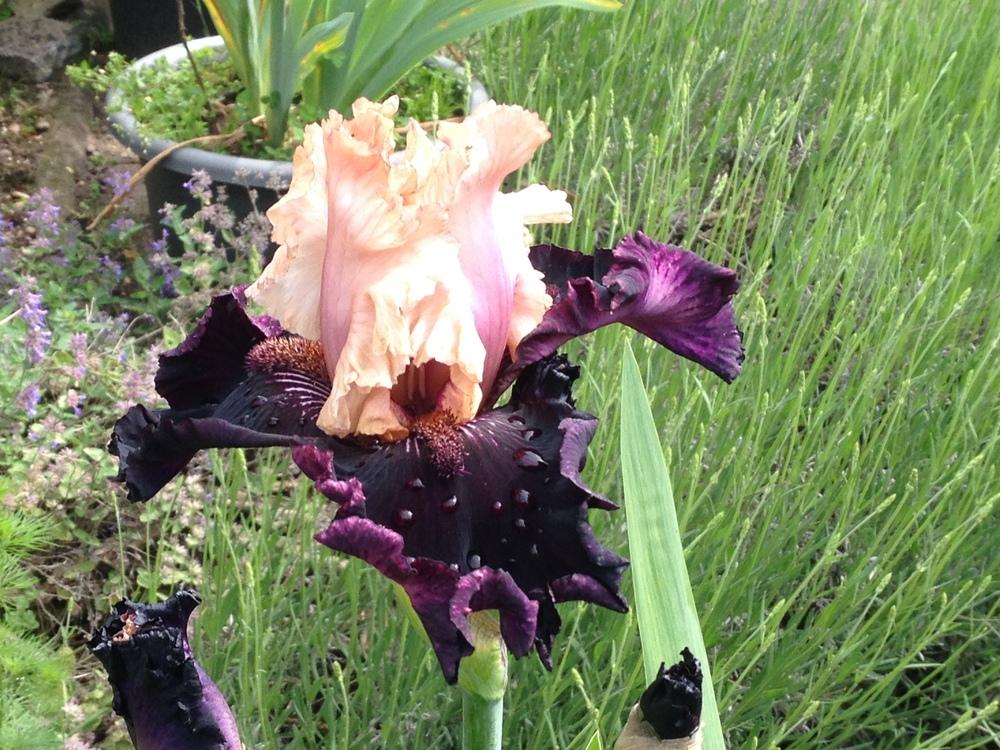 Photo of Tall Bearded Iris (Iris 'Midnight Rose') uploaded by Meuser