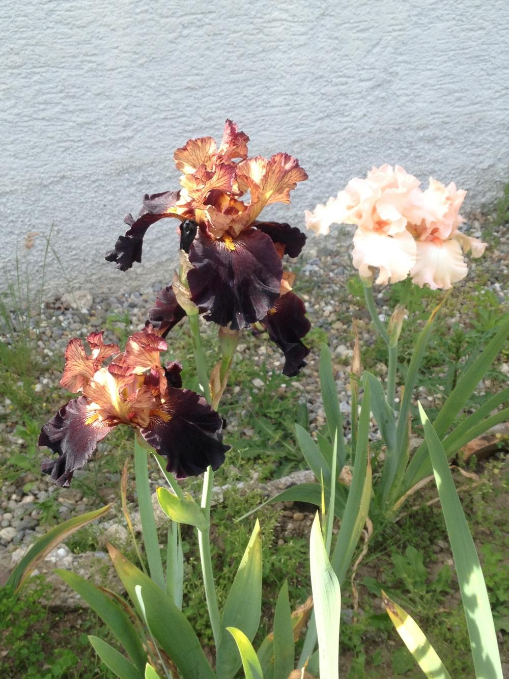 Photo of Tall Bearded Iris (Iris 'Caramel 'n Chocolate') uploaded by Meuser