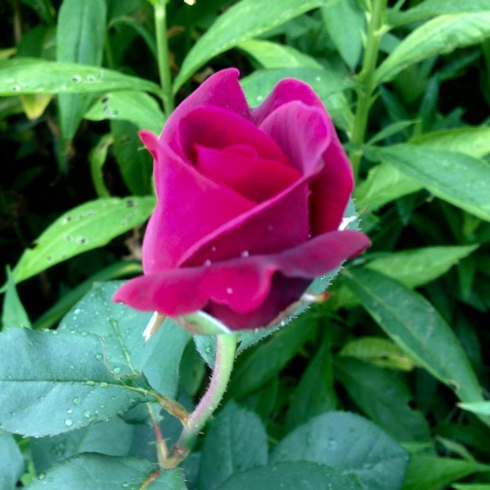 Photo of Rose (Rosa 'Grafin Diana') uploaded by csandt