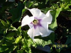 Thumb of 2016-06-21/gardenglassgems/665eae