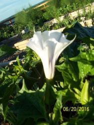 Thumb of 2016-06-21/gardenglassgems/da53b6