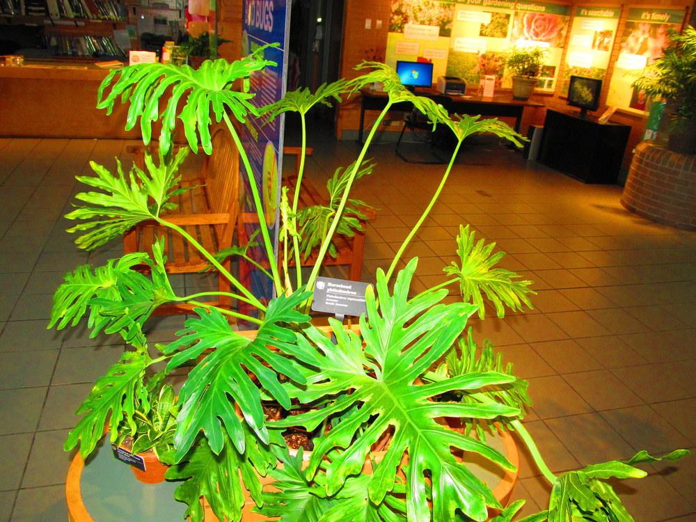 Photo of Tree Philodendron (Thaumatophyllum bipinnatifidum) uploaded by jmorth