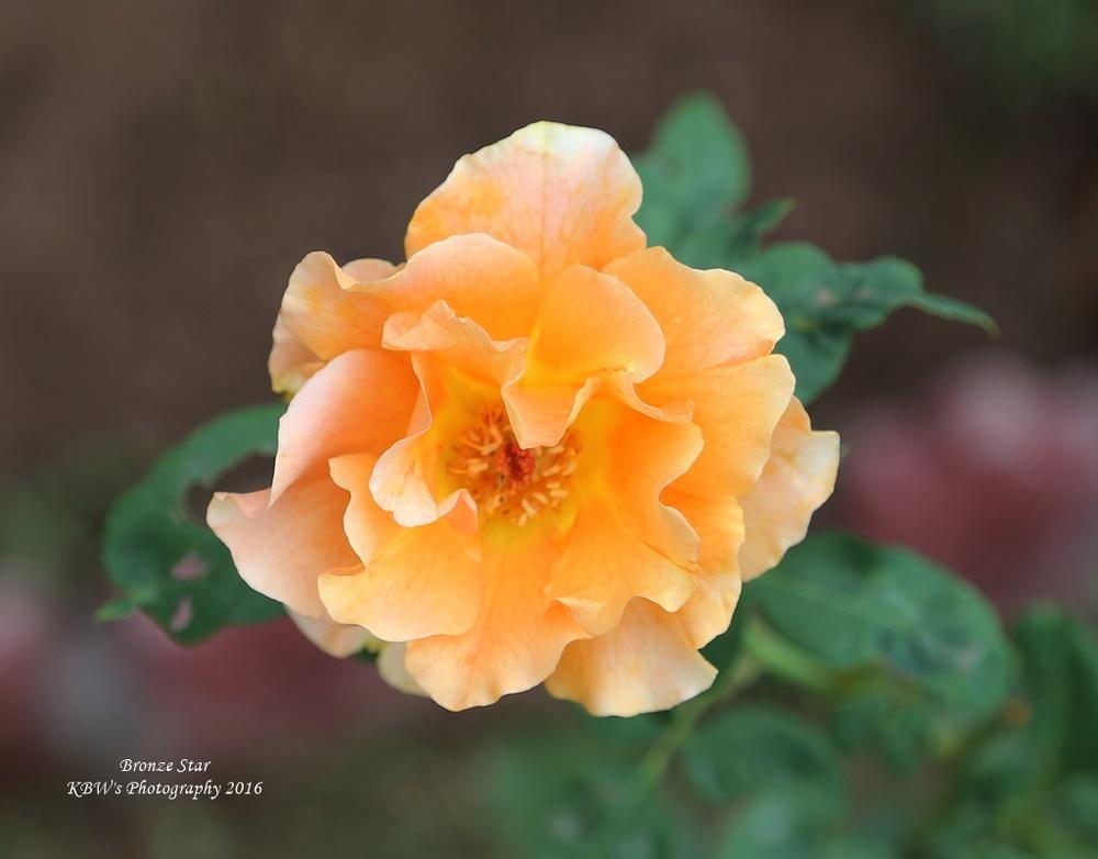 Photo of Rose (Rosa 'Bronze Star') uploaded by kbw664