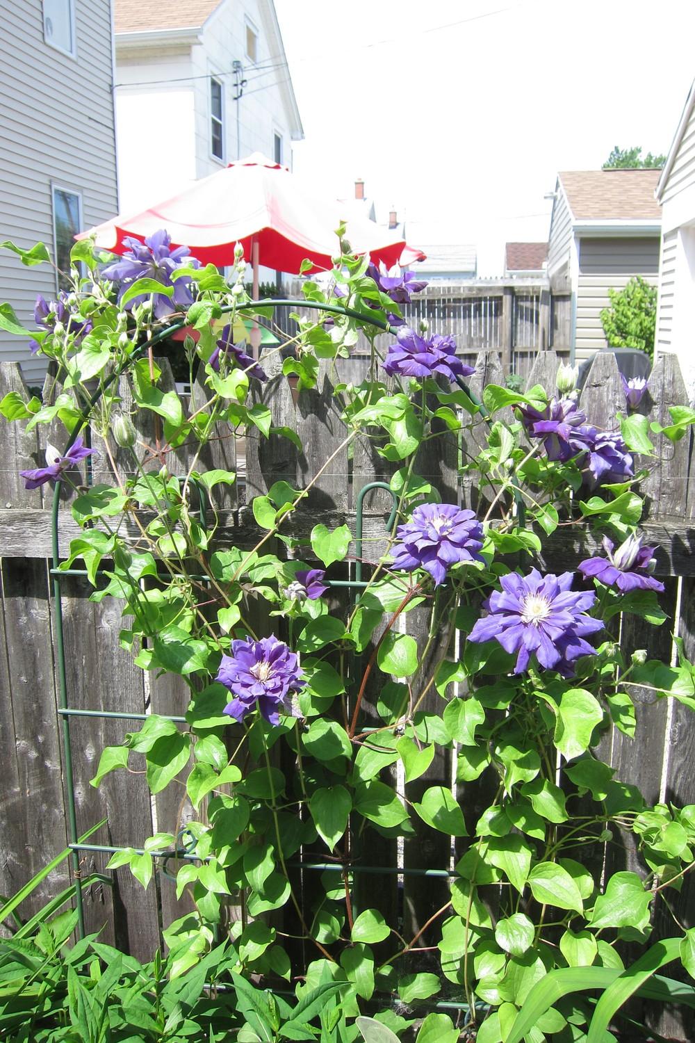 Photo of Clematis Franziska Maria™ uploaded by smiley