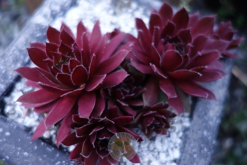 Photo of Hen and Chicks (Sempervivum 'Nocturno') uploaded by springcolor