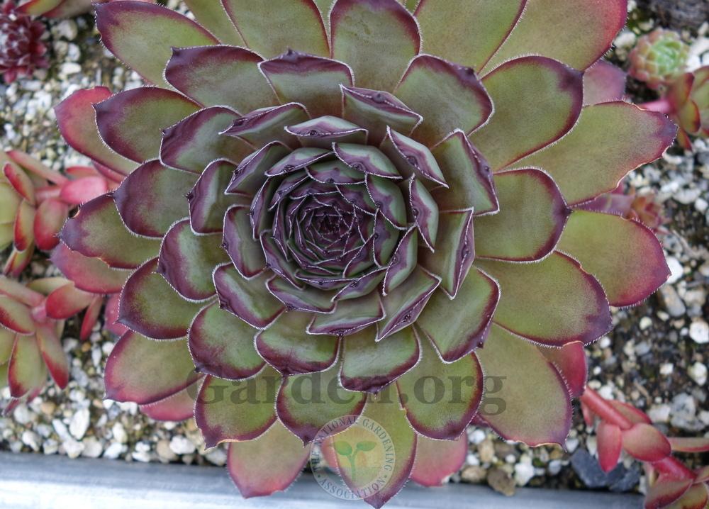 Photo of Hen and Chick (Sempervivum 'Lion King') uploaded by springcolor