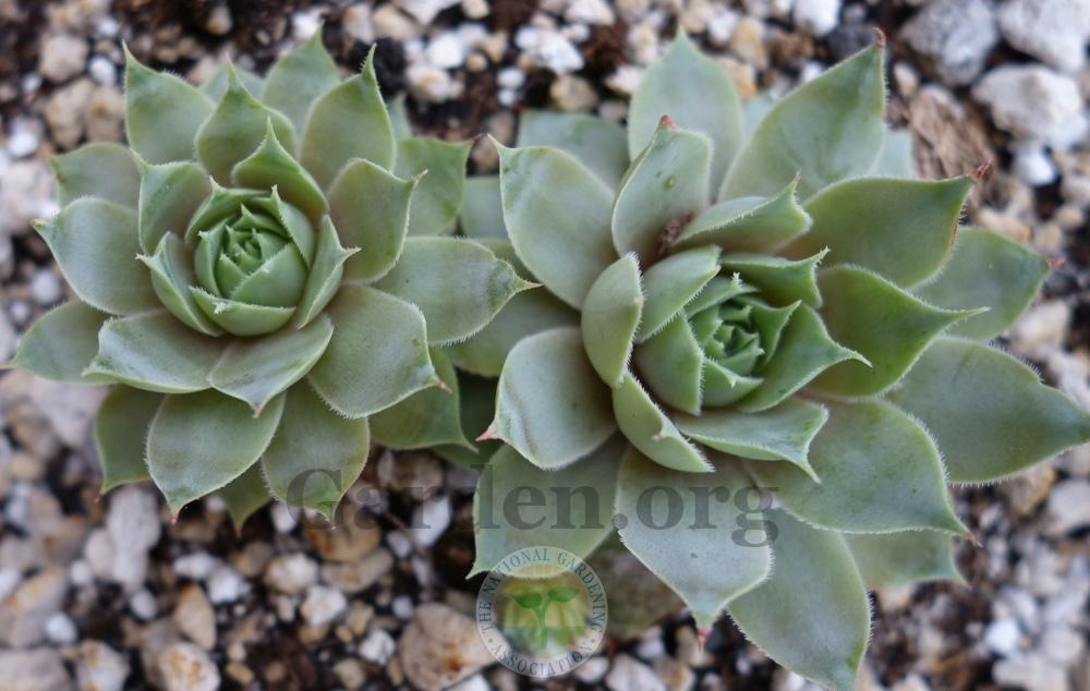 Photo of Hen and Chicks (Sempervivum 'Silver Song') uploaded by springcolor