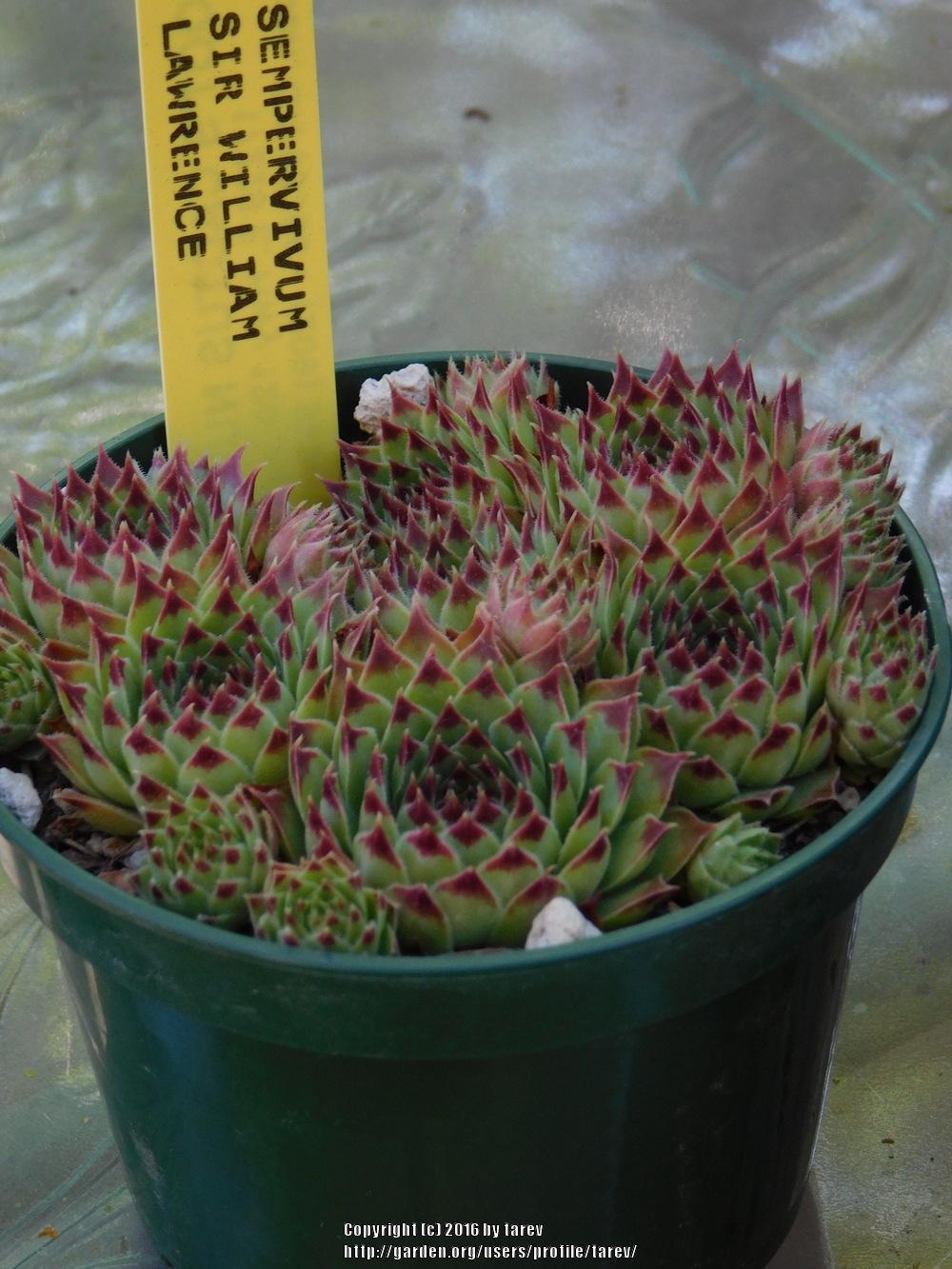 Photo of Hen and Chicks (Sempervivum calcareum 'Sir William Lawrence') uploaded by tarev