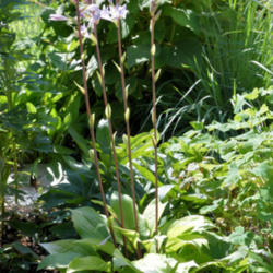 Location: My garden in N E Pa. 
Date: 2015-07-22
This hosta produces purple flowers on crimson red scapes.