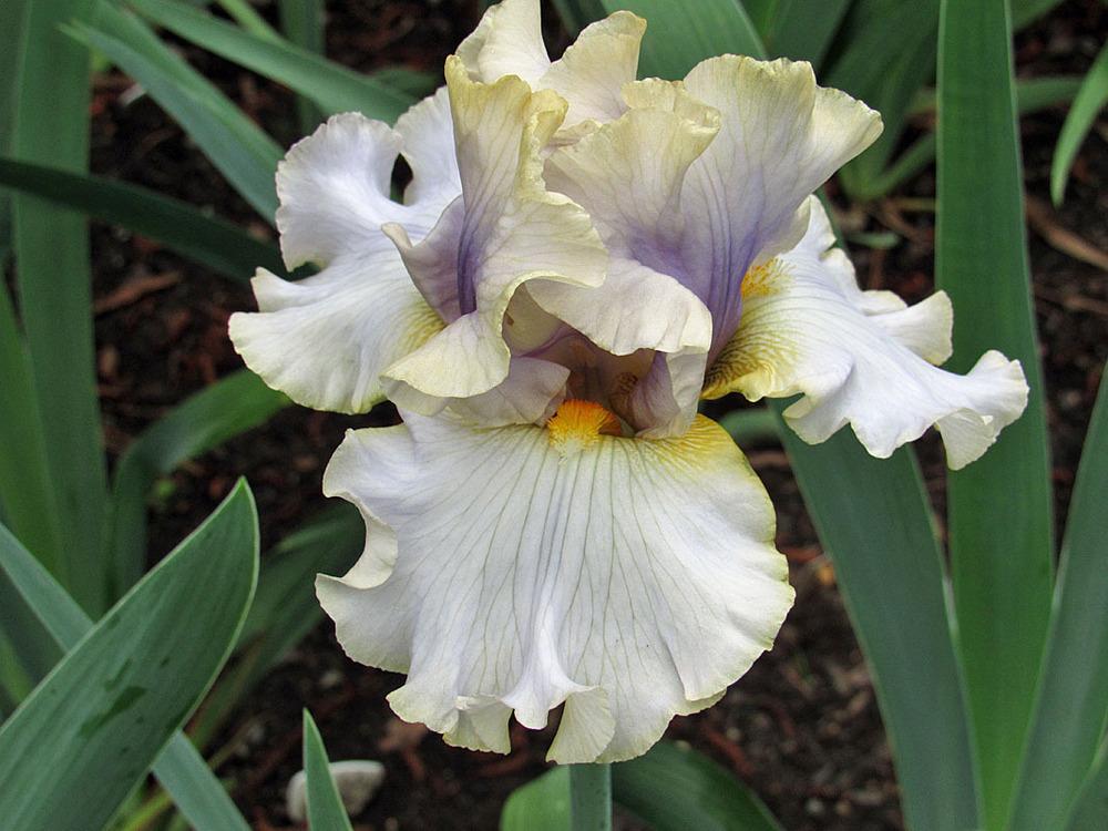 Photo of Tall Bearded Iris (Iris 'Ivory Ghost') uploaded by Lestv