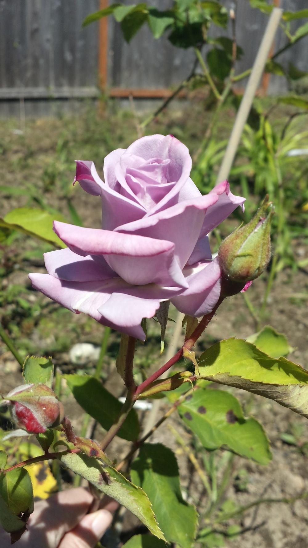 Photo of Rose (Rosa 'Blue Skies') uploaded by TomThumb