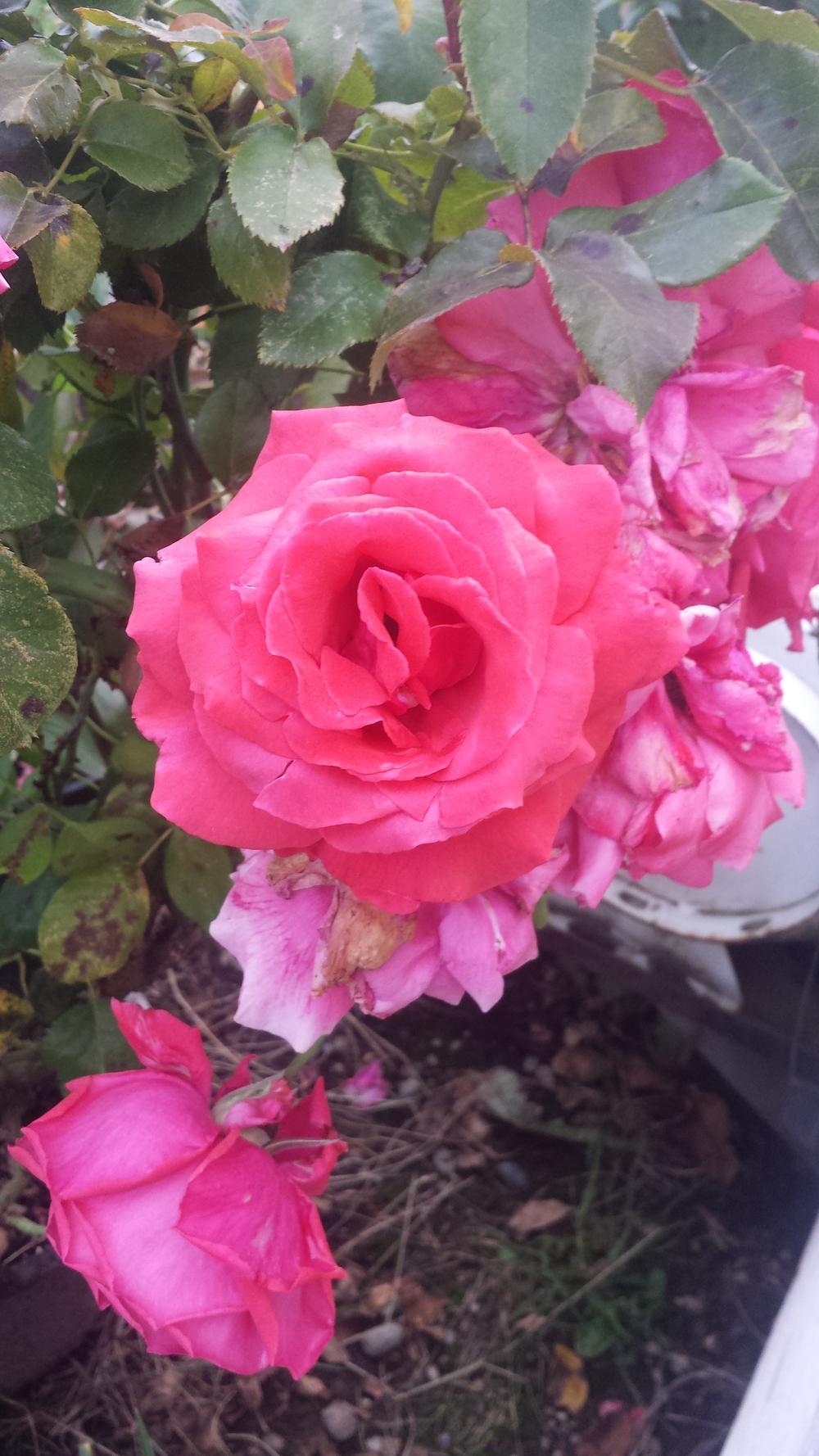 Photo of Rose (Rosa 'Fragrant Cloud') uploaded by TomThumb