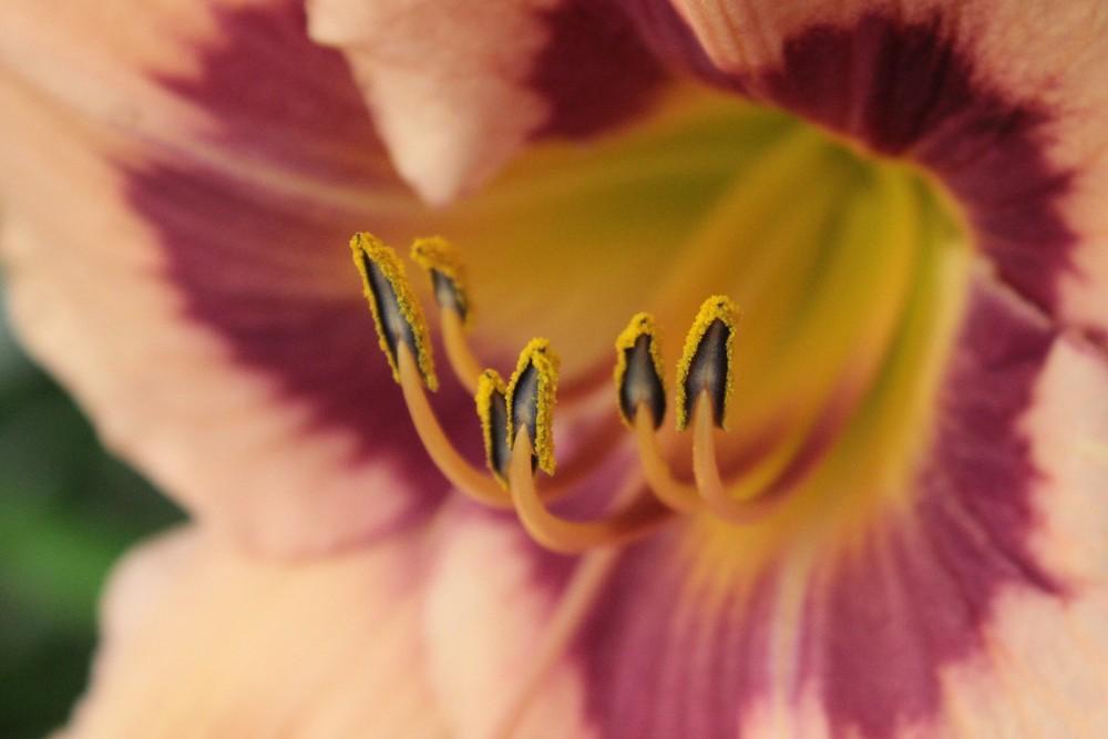 Photo of Daylily (Hemerocallis 'Topguns Verna Jean') uploaded by amberjewel
