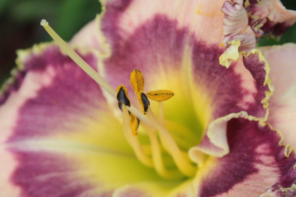 Photo of Daylily (Hemerocallis 'The Flower Formerly Known As Griff') uploaded by amberjewel