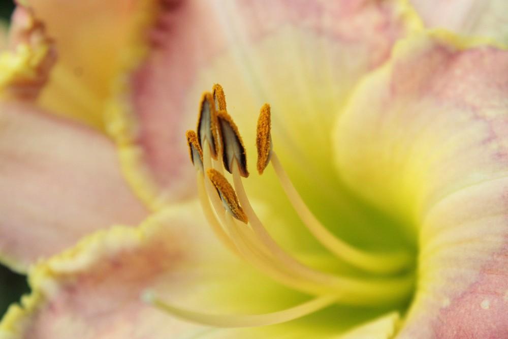 Photo of Daylily (Hemerocallis 'Awesome Artist') uploaded by amberjewel