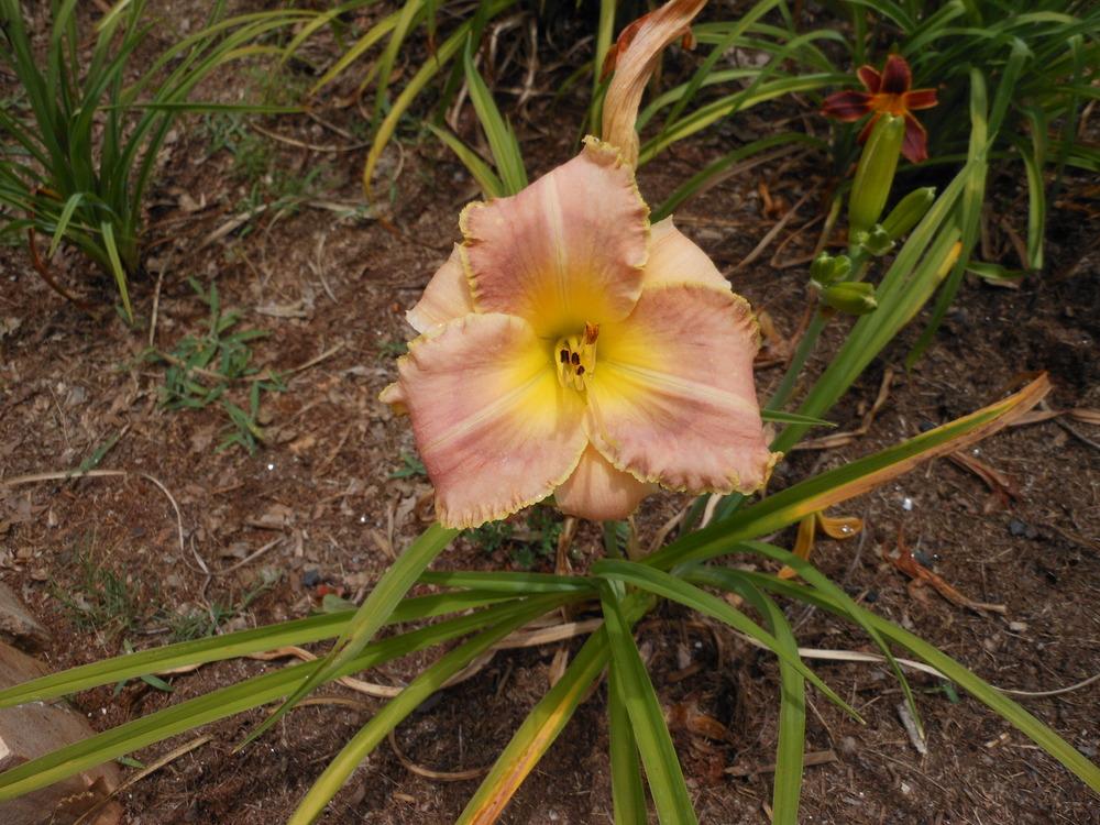 Photo of Daylily (Hemerocallis 'Special Effects') uploaded by bagregreg