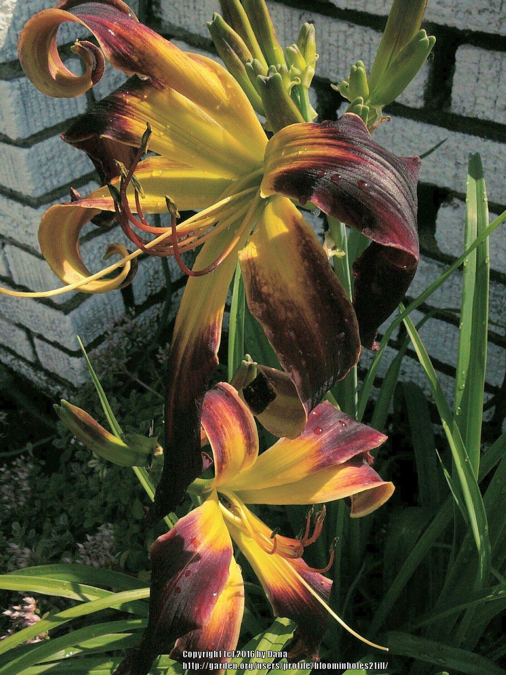 Photo of Daylily (Hemerocallis 'Helix') uploaded by bloominholes2fill