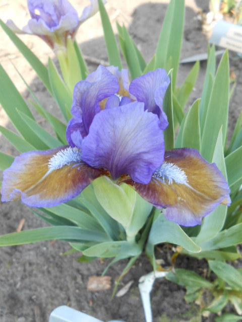 Photo of Standard Dwarf Bearded Iris (Iris 'Narnia') uploaded by crowrita1