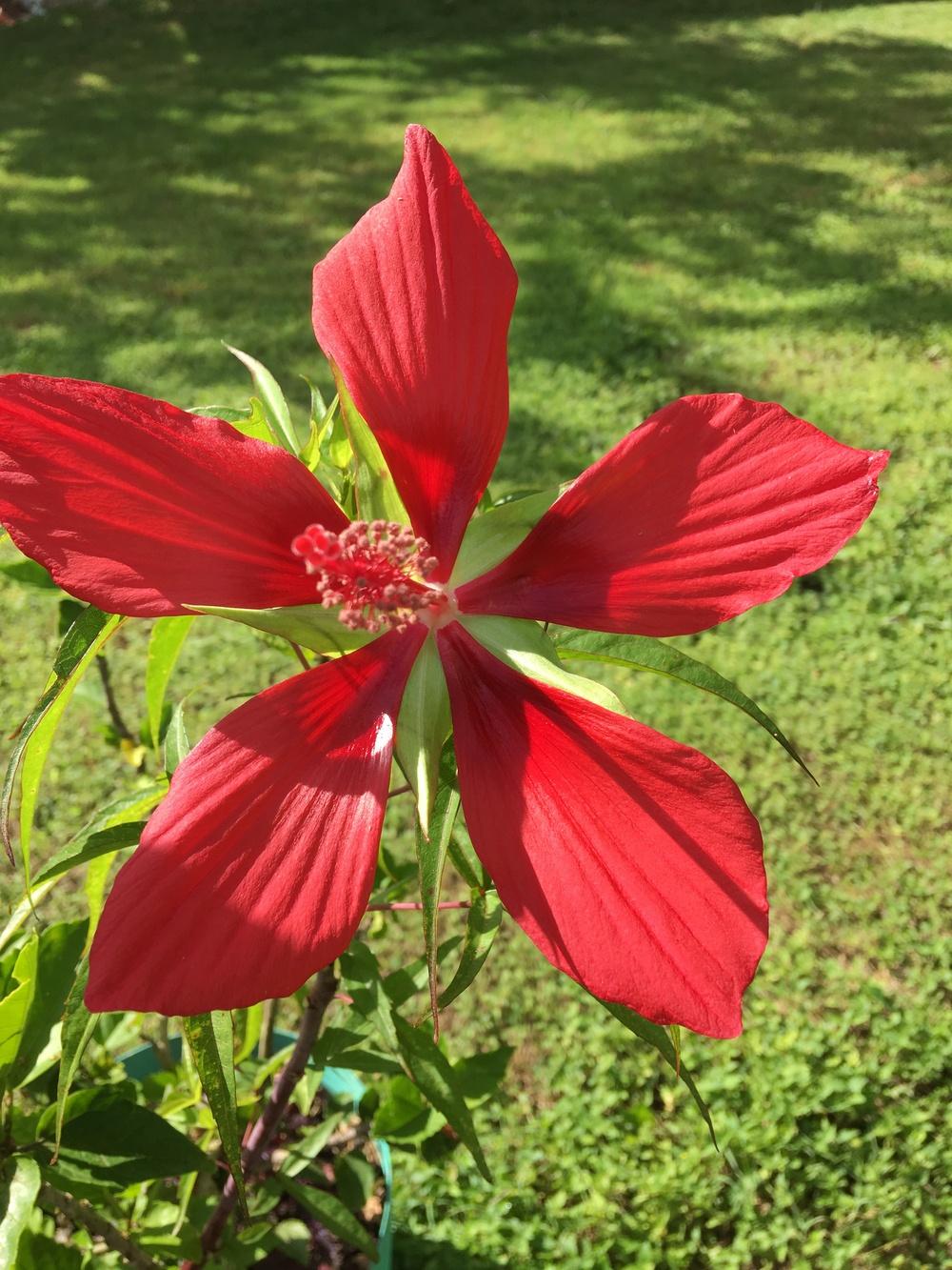 Photo of Texas Star (Hibiscus coccineus) uploaded by froggardener