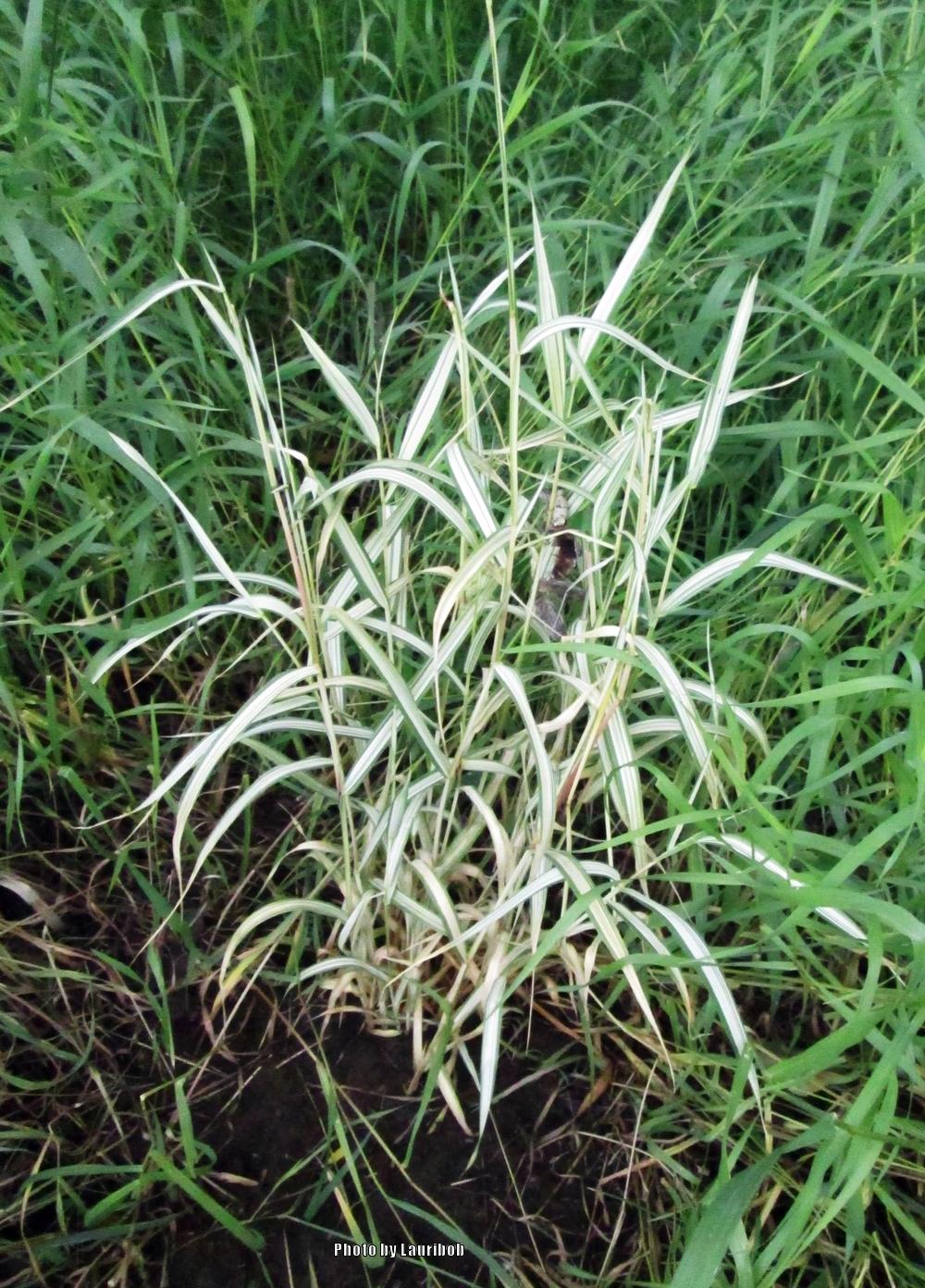 Photo of Ribbon Grass (Phalaris arundinacea 'Strawberries & Cream') uploaded by lauribob