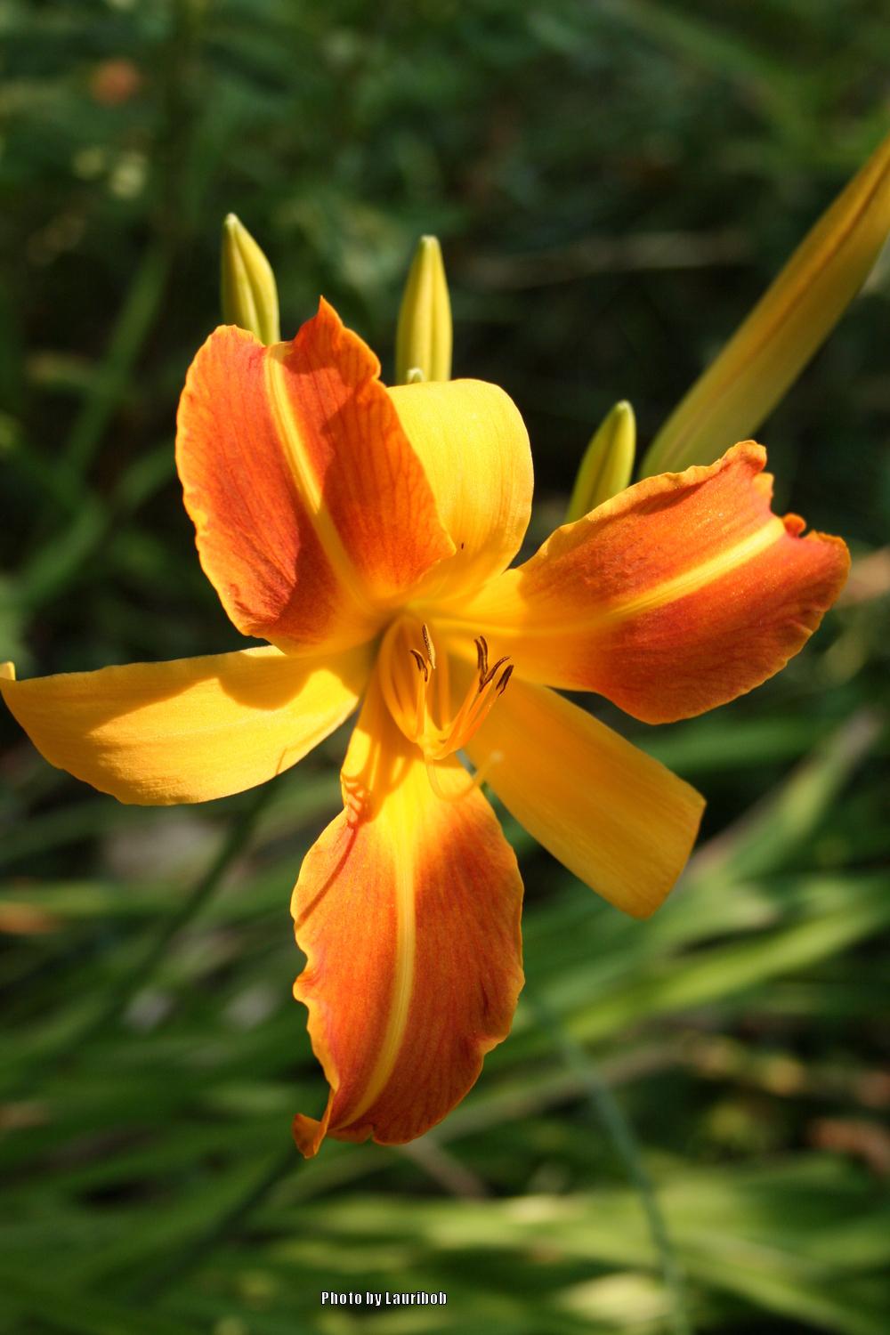 Photo of Daylily (Hemerocallis 'Frans Hals') uploaded by lauribob