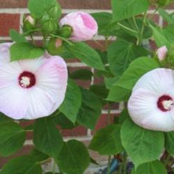 Location: Dayton, Ohio
Date: June 2010
Much smaller plant than other Hardy Hibiscuses, but sizeable flow